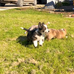 Border Collie Puppies from HC Kennels
