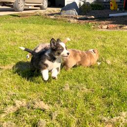 Border Collie Puppies from HC Kennels
