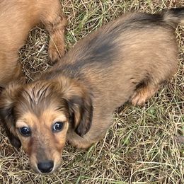 Miss Piggy (Green Female) - Dachshund puppy in Washington, Georgia from Lizard Lick Longhair Dachshunds