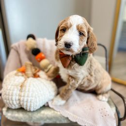 Gravy - Apricot male Goldendoodle puppy in Sulphur, Louisiana from Curly Q’s Of Carlyss