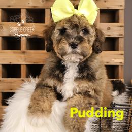 Pudding - Sable female Bernedoodle puppy in Heyworth, Illinois from Cobble Creek Puppies