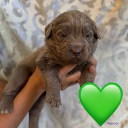 Green - Gray male Newfoundland puppy in New Paris, Ohio from Beatty Newfies