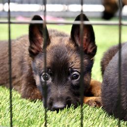 Belgian Malinois, Dutch Shepherd, and German Shepherd Puppies from Andy's Elite K9