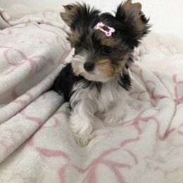 Teddy girl - Parti female Yorkshire Terrier puppy in Moreno Valley, California from Tinypartiyorkies