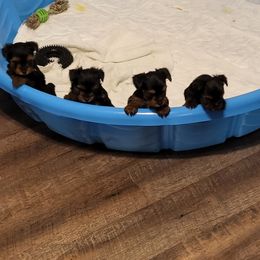 Shih Tzus and Yorkshire Terriers from Bebe AKC Puppies