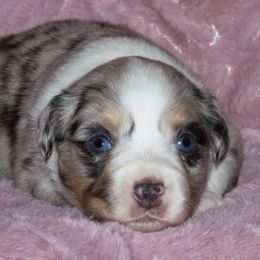 Miniature Australian Shepherd Puppies from Sand Dollar Aussies
