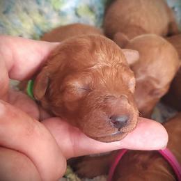 Kissy - Red Mini Poodle Raised in Home - Red  female Poodle puppy in Falcon, Missouri from Cedar House Heritage Poodles | AKC Toy & Miniature Poodle Puppies Raised in Home