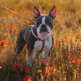 Beth - Boston Terrier