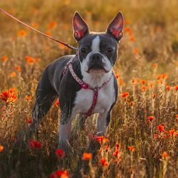 Beth - Boston Terrier