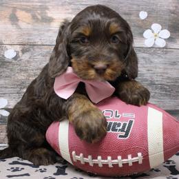 Rose Gold    pink collar - Chocolate female Australian Labradoodle puppy in Provo, Utah from EllsWORTH Labradoodles LLC