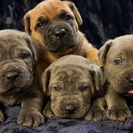 Cane Corso puppies from Kane Corso Kennels