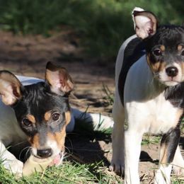 Rat Terriers from Arizona Rat Terriers