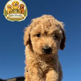 Girl 2 - Apricot female Goldendoodle puppy in Sanger, California from Delta Doodless