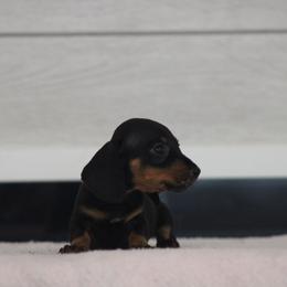 Opalite - Black and tan female Dachshund puppy in Okeechobee, Florida from Far Far Away Dachshunds
