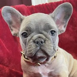 French Bulldogs from Pennington Family Frenchies