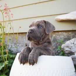 Boy 1 - Gray brindle male Cane Corso puppy in Emmett, Idaho from NorthWood’s Cane Corso