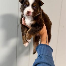 Mario - Red tri-color male Australian Shepherd puppy in Tyner, Kentucky from Lil’ Town Aussies