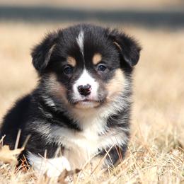 Theo - Black and tan male Pembroke Welsh Corgi puppy in Fort Madison, Iowa from Bellwether Acres