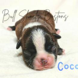 Cocoa - Brindle and white male Boston Terrier puppy in Lead Hill, Arkansas from Bull Shoals Bostons