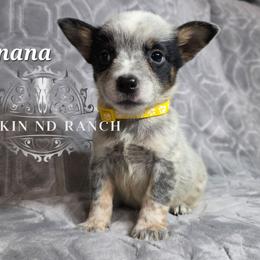 Banana - litter runt - Blue male Australian Cattle Dog puppy in Silsbee, Texas from Rockin ND Ranch