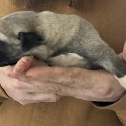 FeathersGlen Earthquake - Gray fawn male Anatolian Shepherd Dog puppy in Franklin, New Hampshire from Feather’s Glen Anatolians