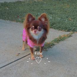 Dita - Chihuahua