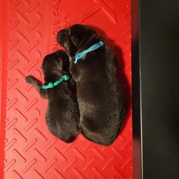 German Shepherd and Pembroke Welsh Corgi Puppies from J&R Shepherds & Corgis
