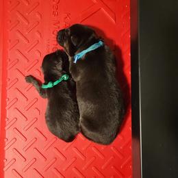 German Shepherd and Pembroke Welsh Corgi Puppies from J&R Shepherds & Corgis