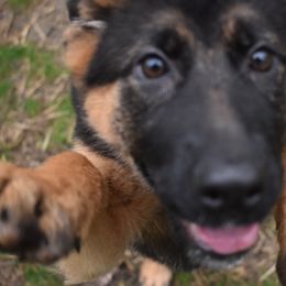 German Shepherd Puppies from Vom Aariz