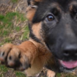 German Shepherd Puppies from Vom Aariz
