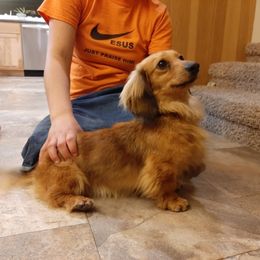 Mug - Dachshund