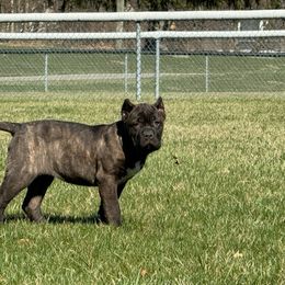 DURA - Chestnut brindle Cane Corso puppy in Bucyrus, Ohio from Woodleyswarriors