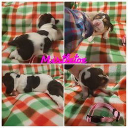AKC Girl 3 Mistletoe - Black brown and white Basset Hound puppy in Carleton, Michigan from Floppy Ears Farm