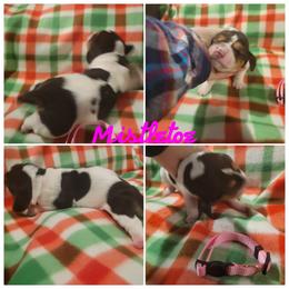 AKC Girl 3 Mistletoe - Black brown and white Basset Hound puppy in Carleton, Michigan from Floppy Ears Farm