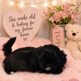 Lily - Black and white female Shih Tzu puppy in Vernon, Texas from Jennifer's Shih Tzus