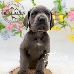 Tomato - Blue female Great Dane puppy in Sac City, Iowa from Northern Great Danes of Colorado & Iowa