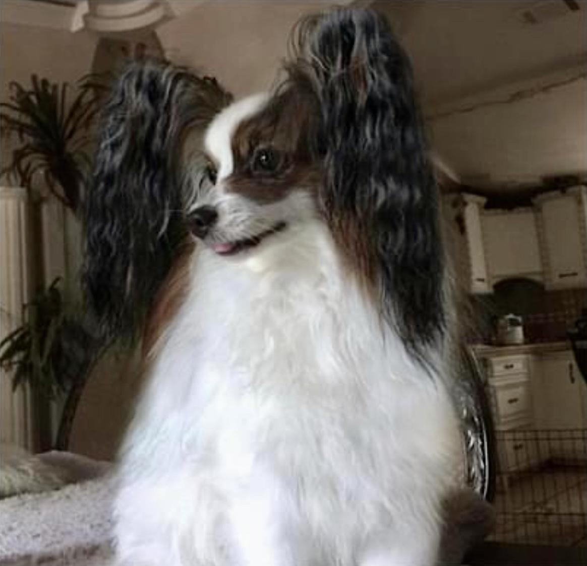 25 cute Papillon puppies for sale in The Villages, Florida | Good Dog