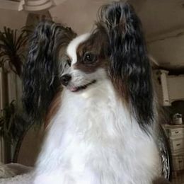Ivy - Papillon