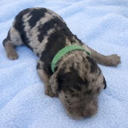 Colin dark green - Merle male Goldendoodle puppy in North Branch, Michigan from Graceful Miniature Goldendoodles