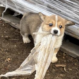 Turbo - White and fawn male Pembroke Welsh Corgi puppy in Keizer, Oregon from Grit Phillips
