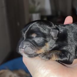 Yorkshire Terrier Puppies from Sasha's Yorkie Pups