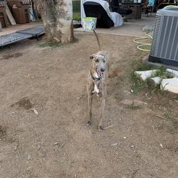 Hoss - Greyhound