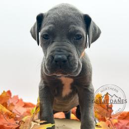 Violet - Blue female Great Dane puppy in Sac City, Iowa from Northern Great Danes of Colorado & Iowa
