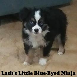 Ninja - Miniature Australian Shepherd