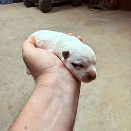 Girl 4 - Blue speckled female Australian Cattle Dog puppy in Hurley, Virginia from BoardCamp Kennels-AKC Australian Cattle Dogs