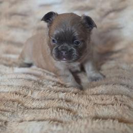 Mystic - Blue fawn female French Bulldog puppy in Alexander City, Alabama from Lake Martin Fancy Frenchies