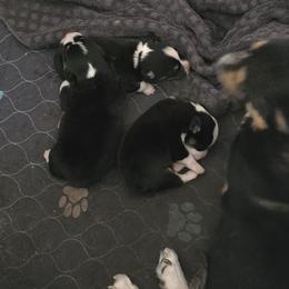 Pembroke Welsh Corgi Puppies from P2 Corgis