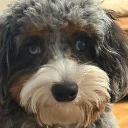 Bernedoodles and Cavapoos from Still Waters Farm