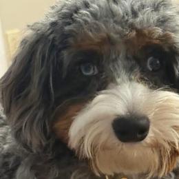 Bernedoodles and Cavapoos from Still Waters Farm