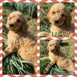 Goldendoodle Puppies from The Poodle Plantation